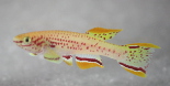 New Fish In A Jiff Refill™ (a) With Bonus Tank